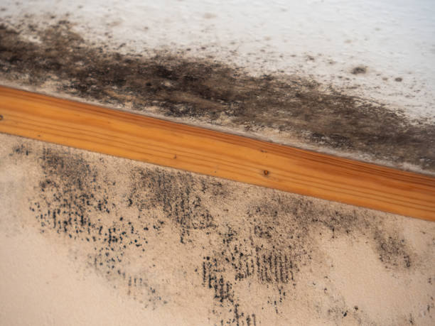 Best Environmental Consulting for Mold Prevention  in Worthington Hills, KY