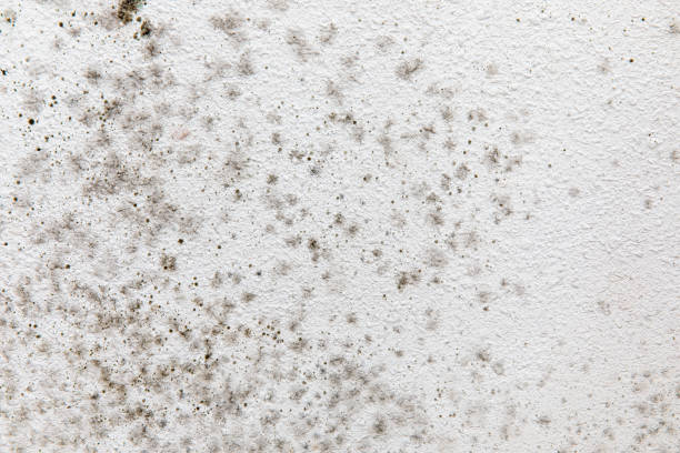 Best Air Quality Testing for Mold Spores  in Worthington Hills, KY