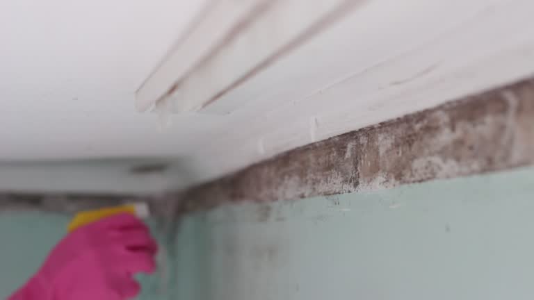 Best Emergency Mold Remediation  in Worthington Hills, KY